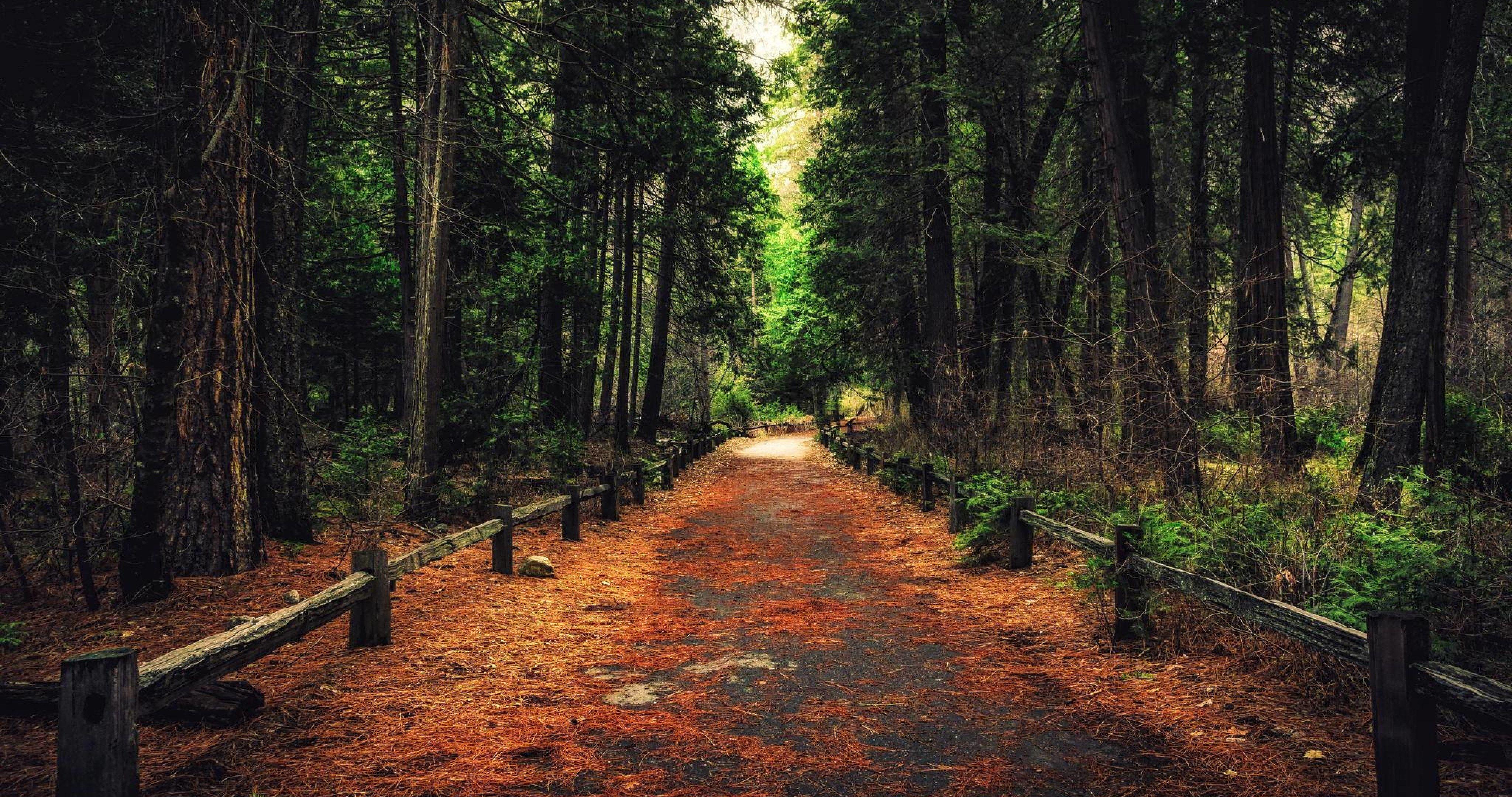 Forest trail. Тропа Sendero Verde. Тропинка в лесу. Лесные тропинки.