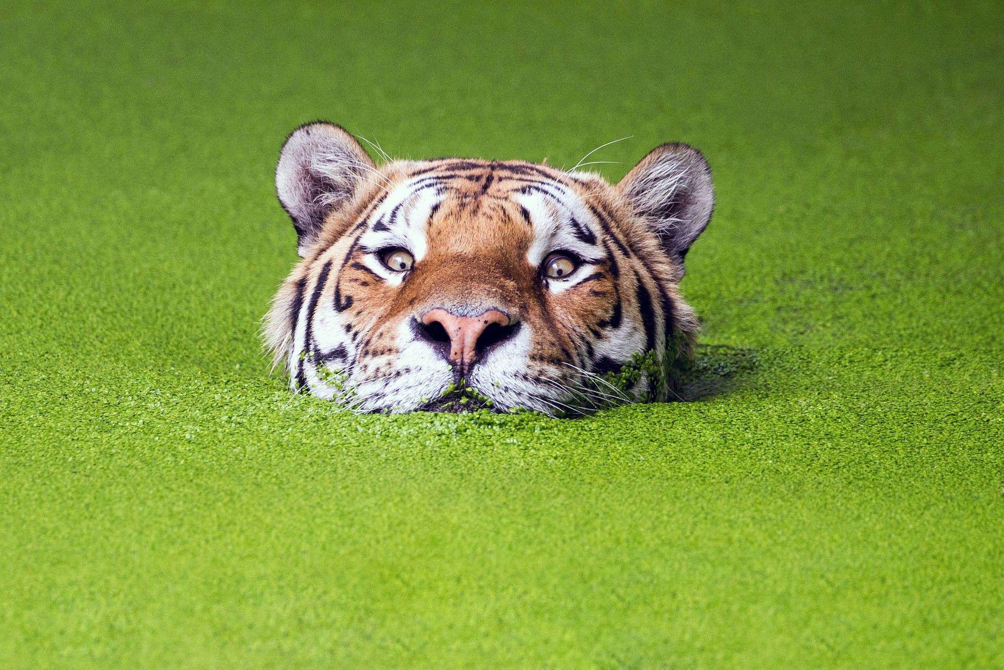 2000x1334 nature, Green, Animals, Tiger, Muzzles, Water, Depth Of Field Wallpaper HD / Desktop and Mobile Background