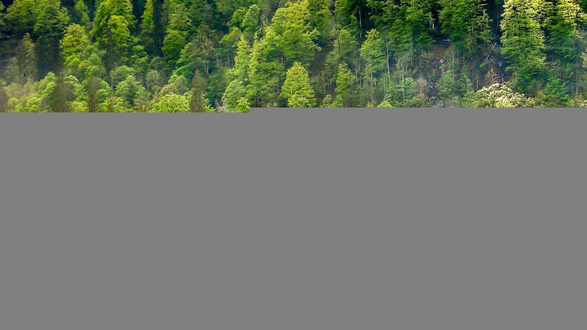 1920x1080 Green Nature Landscape .