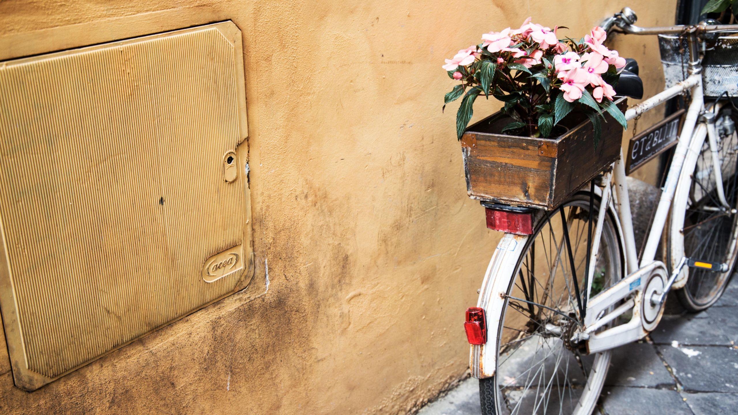 2560x1440 Bicycle Flowers Basket desktop PC and Mac wallpaper