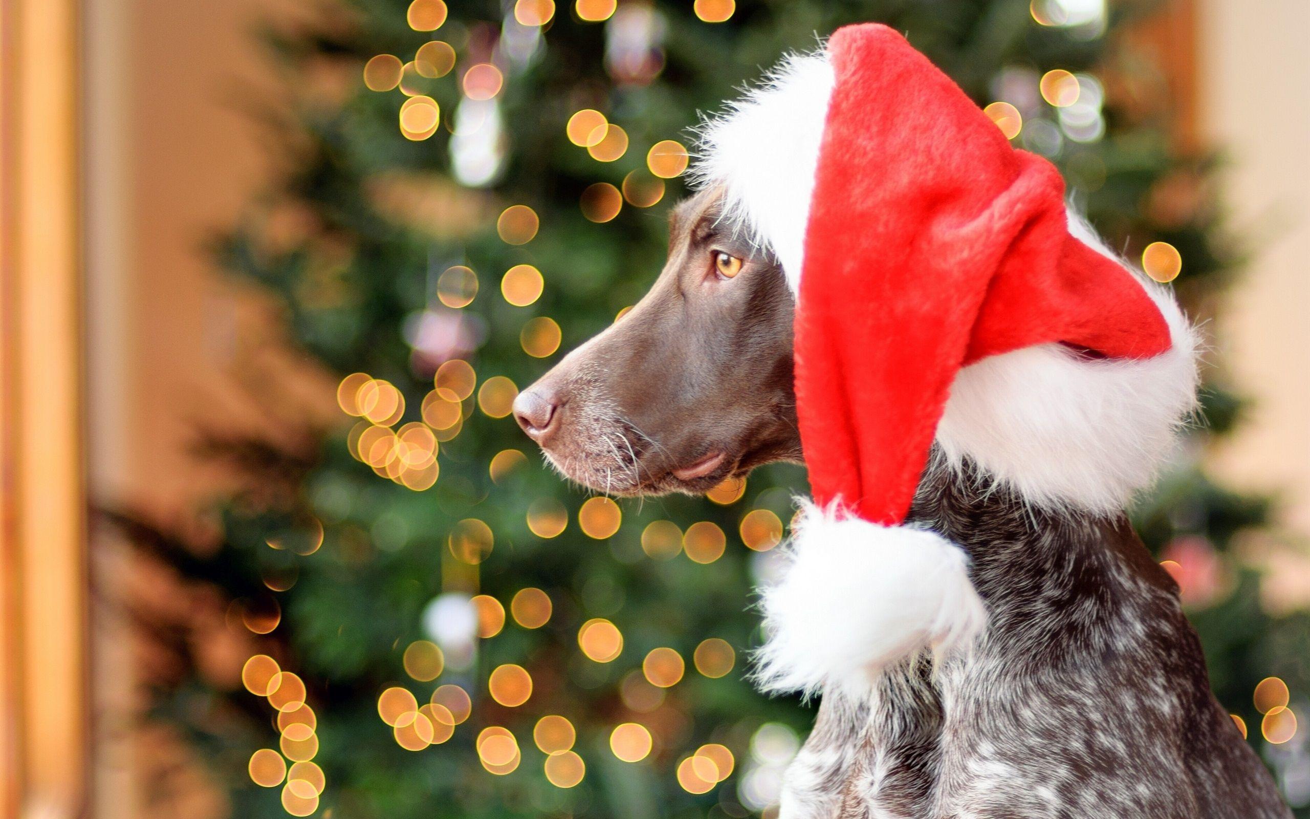 2560x1600 Wallpaper German Shorthair Dog, Red Hat, Christmas, Shorthaired Pointer Christmas