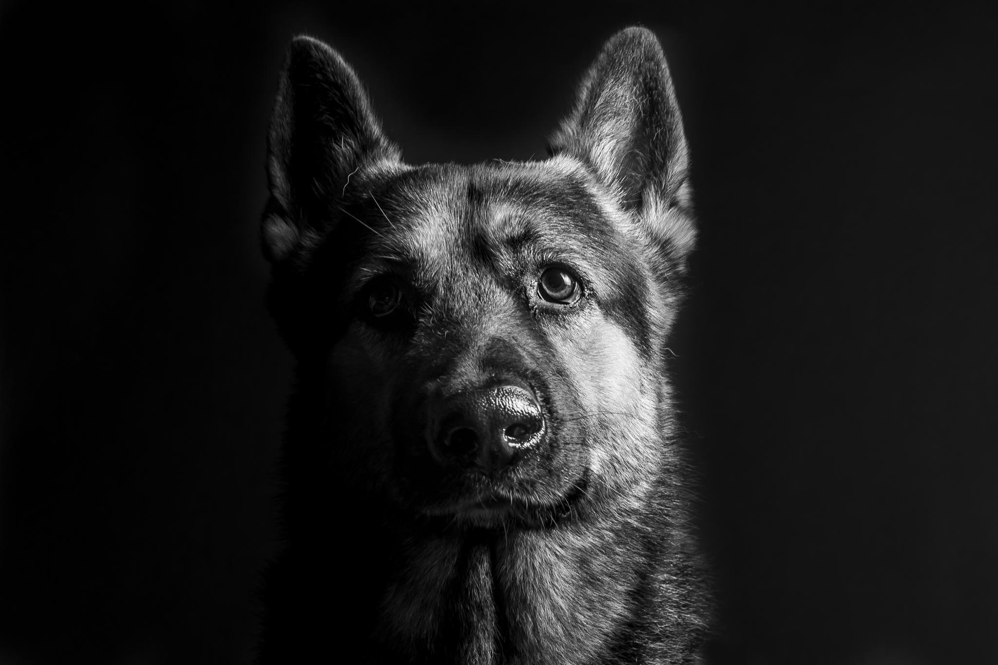 2048x1365 Free download dog christmas wallpaper Picture design Image 3D wallpaper [2048x1365] for your Desktop, Mobile & Tablet. Explore Christmas German Shepherd Wallpaper. Christmas German Shepherd Wallpaper, German Shepherd Wallpaper