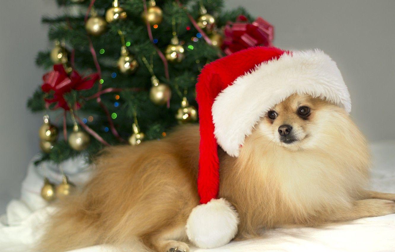1332x850 Wallpaper christmas, photo, brown, dog, cute, german, MMaglica photo, MMaglica, spitz, small image for desktop, section собаки