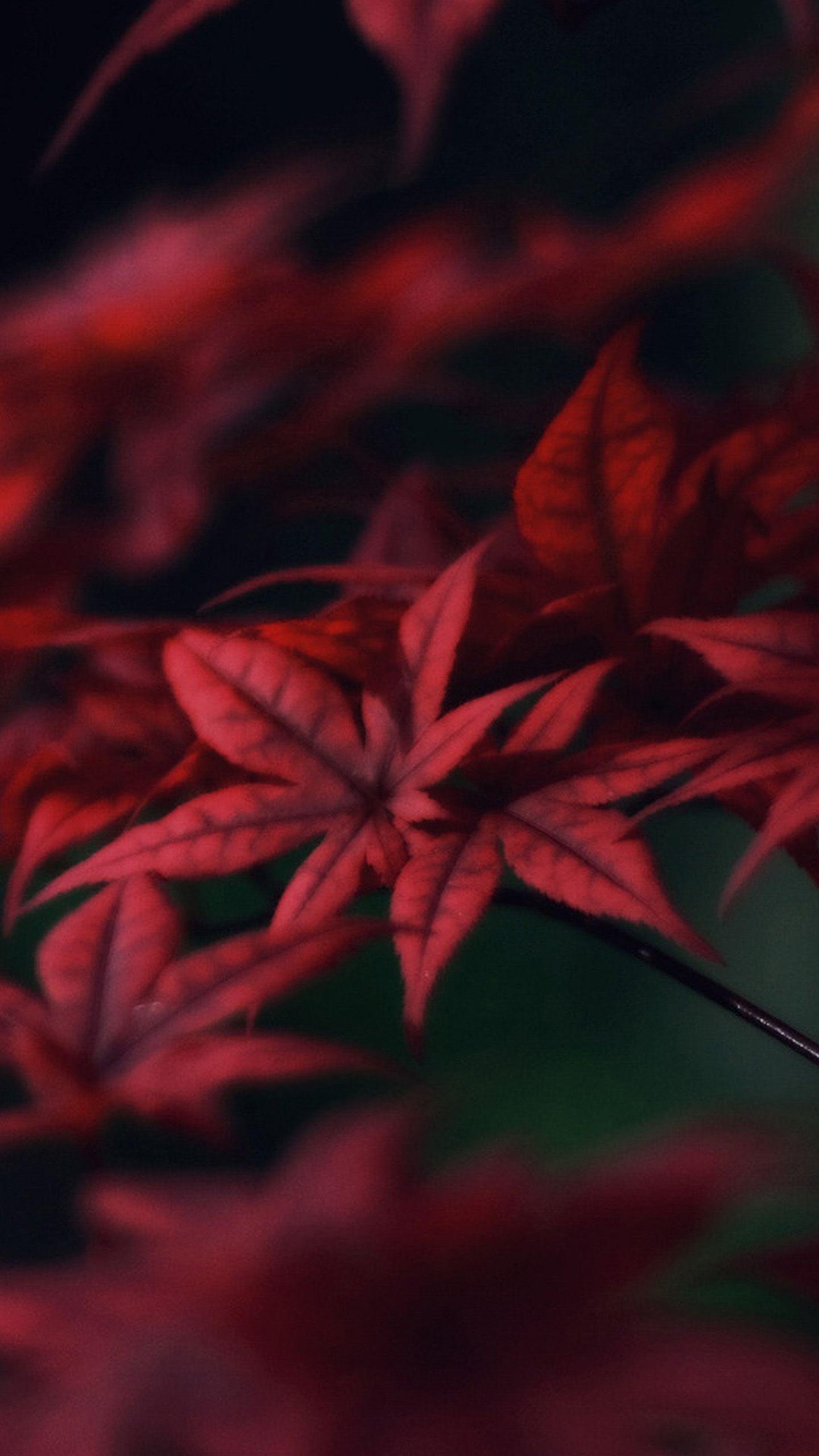 Crimson Red Wallpapers - Top Free Crimson Red Backgrounds - WallpaperAccess