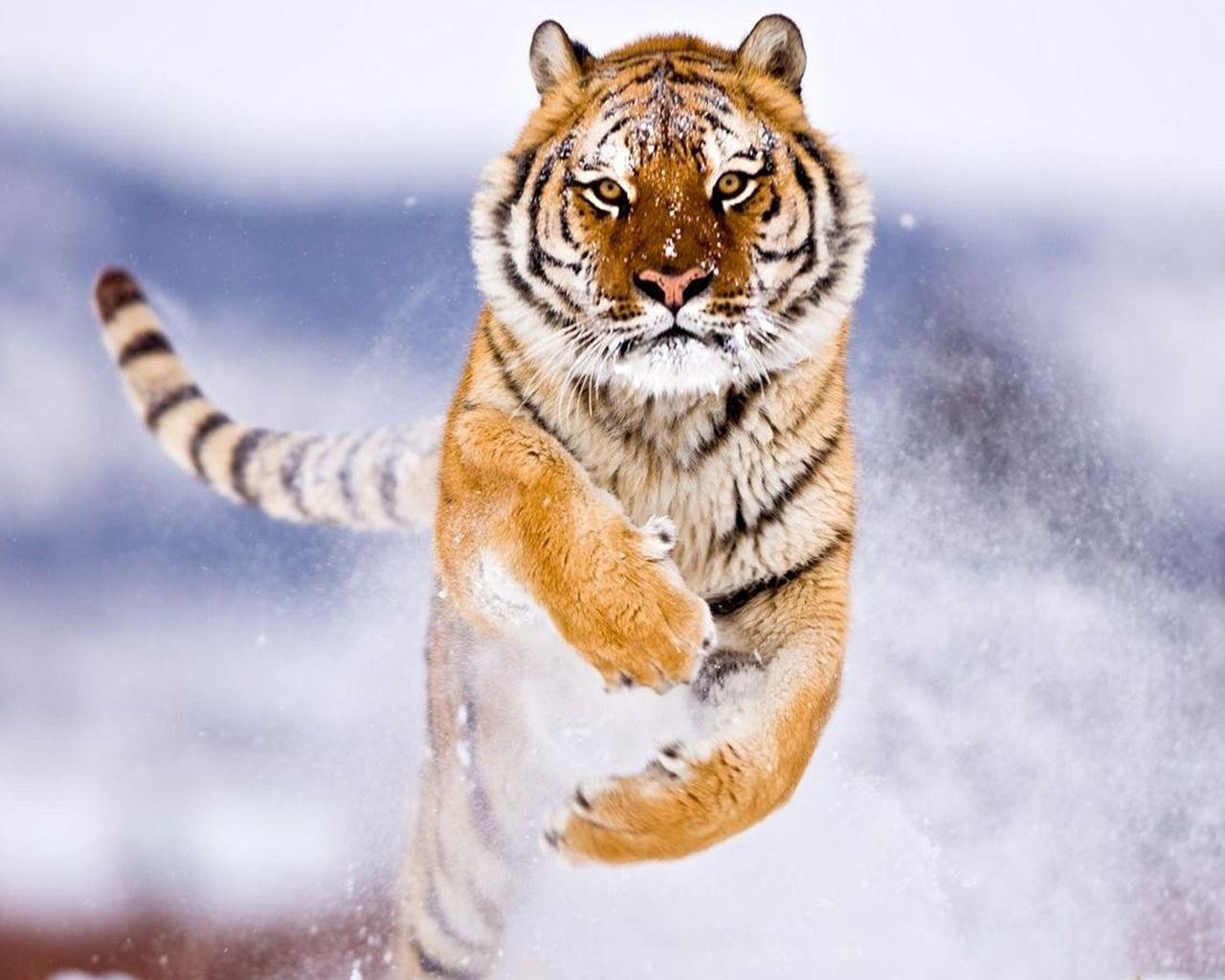 1280x1024 Snow Tiger Wallpaper