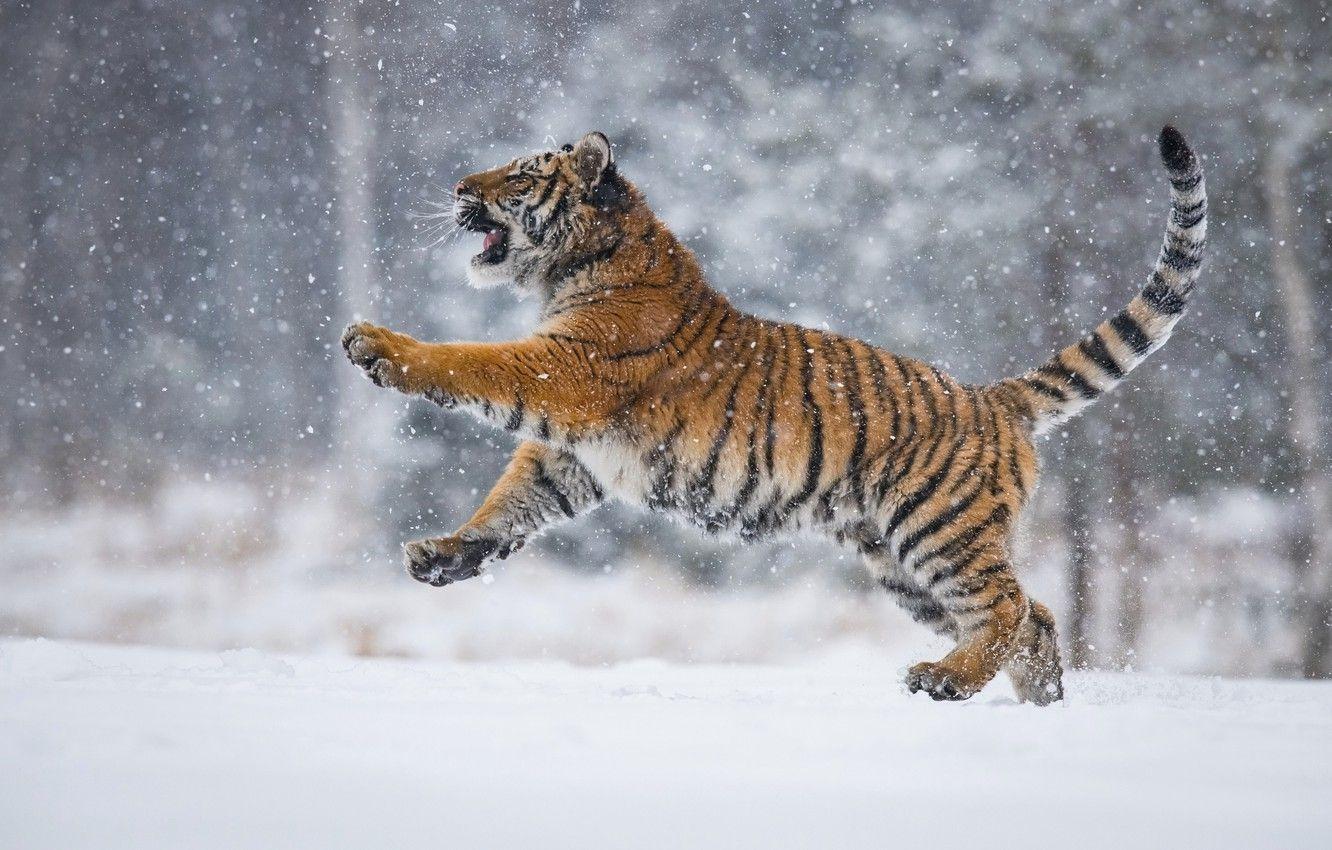 Winter Tiger Wallpapers Top Free Winter Tiger Backgrounds Wallpaperaccess