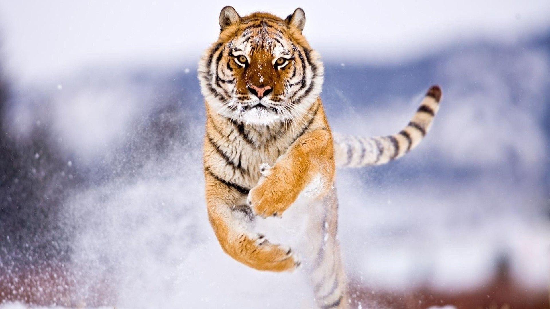 1920x1080 Tiger and Snow Winter Background HD. Cute Winter Wallpaper, Winter Wallpaper and Christmas Winter Wallpaper