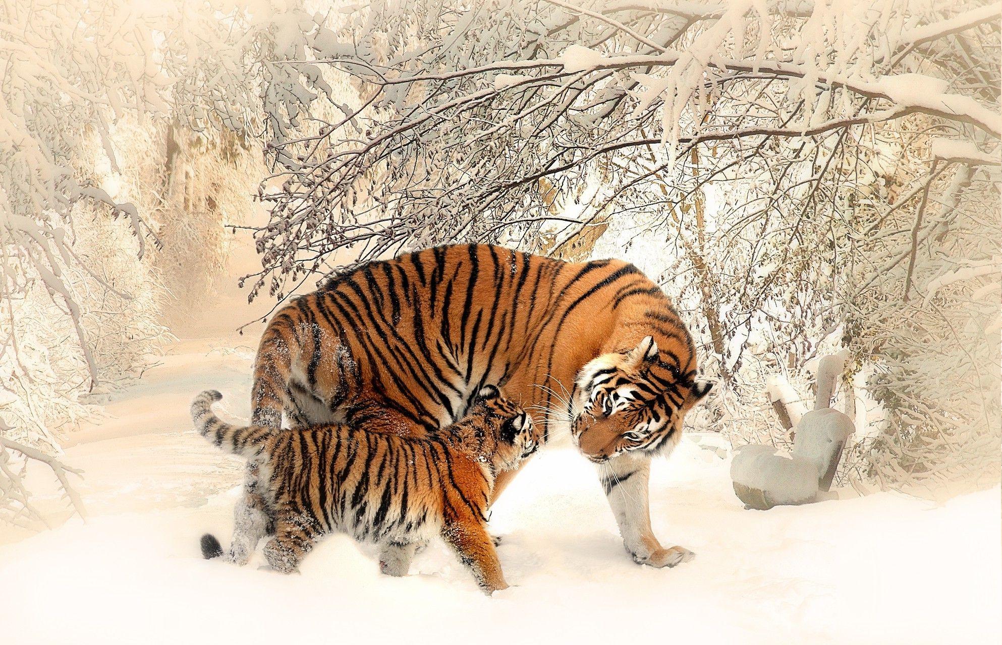 1986x1280 Tiger and Snow Winter Background HD. Cute Winter Wallpaper, Winter Wallpaper and Christmas Winter Wallpaper