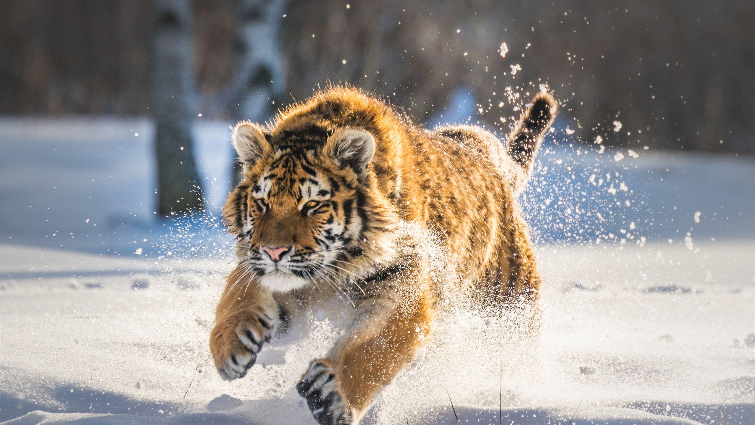 2560x1440 Wallpaper Tiger running in the snow, winter 2560x1600 HD Picture, Image