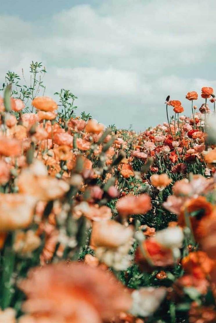 744x1114 Wallpaper. Flower aesthetic, Flowers photography, Beautiful flowers