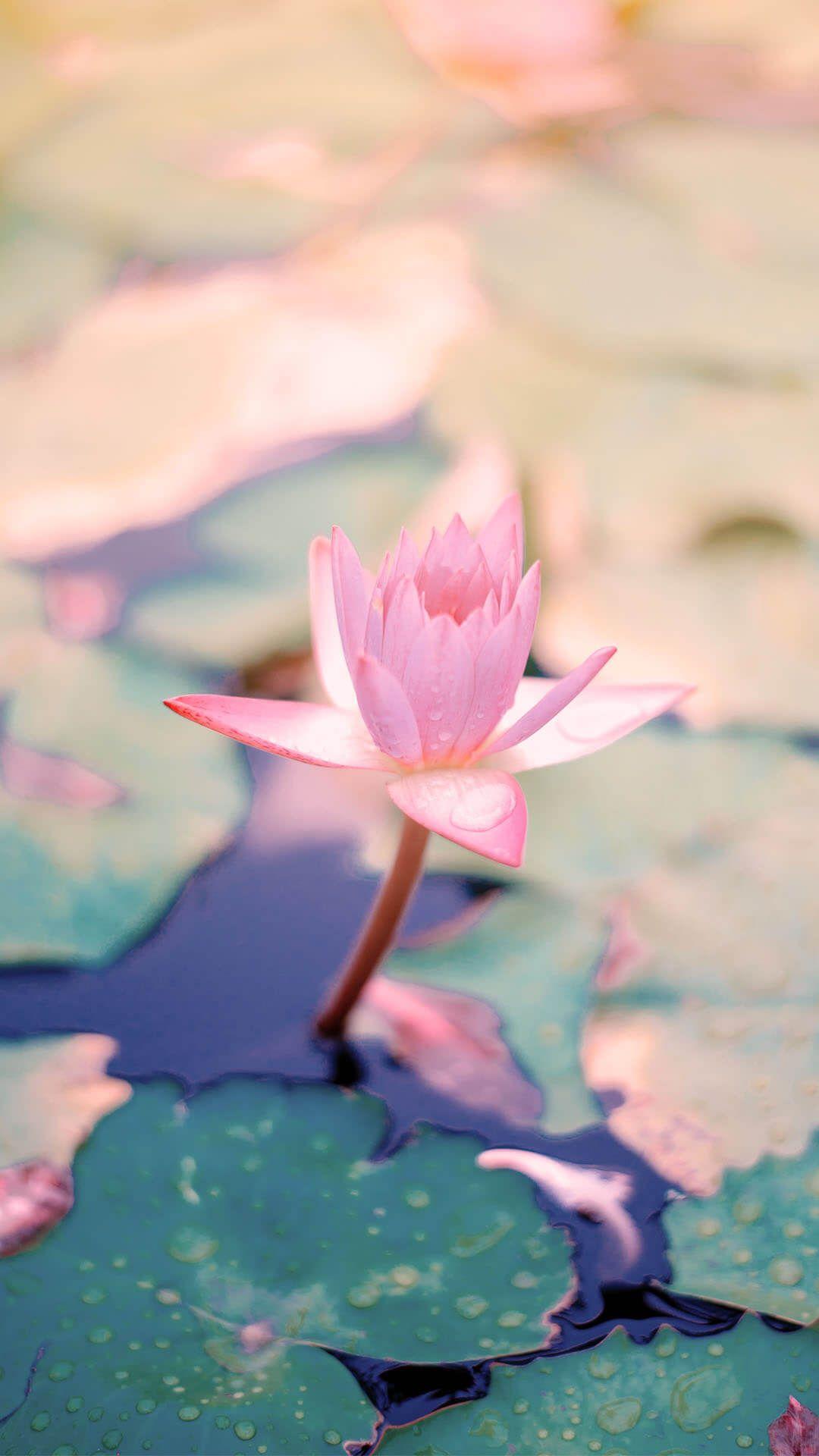 1080x1920 Light Pink Aesthetic iPhone
