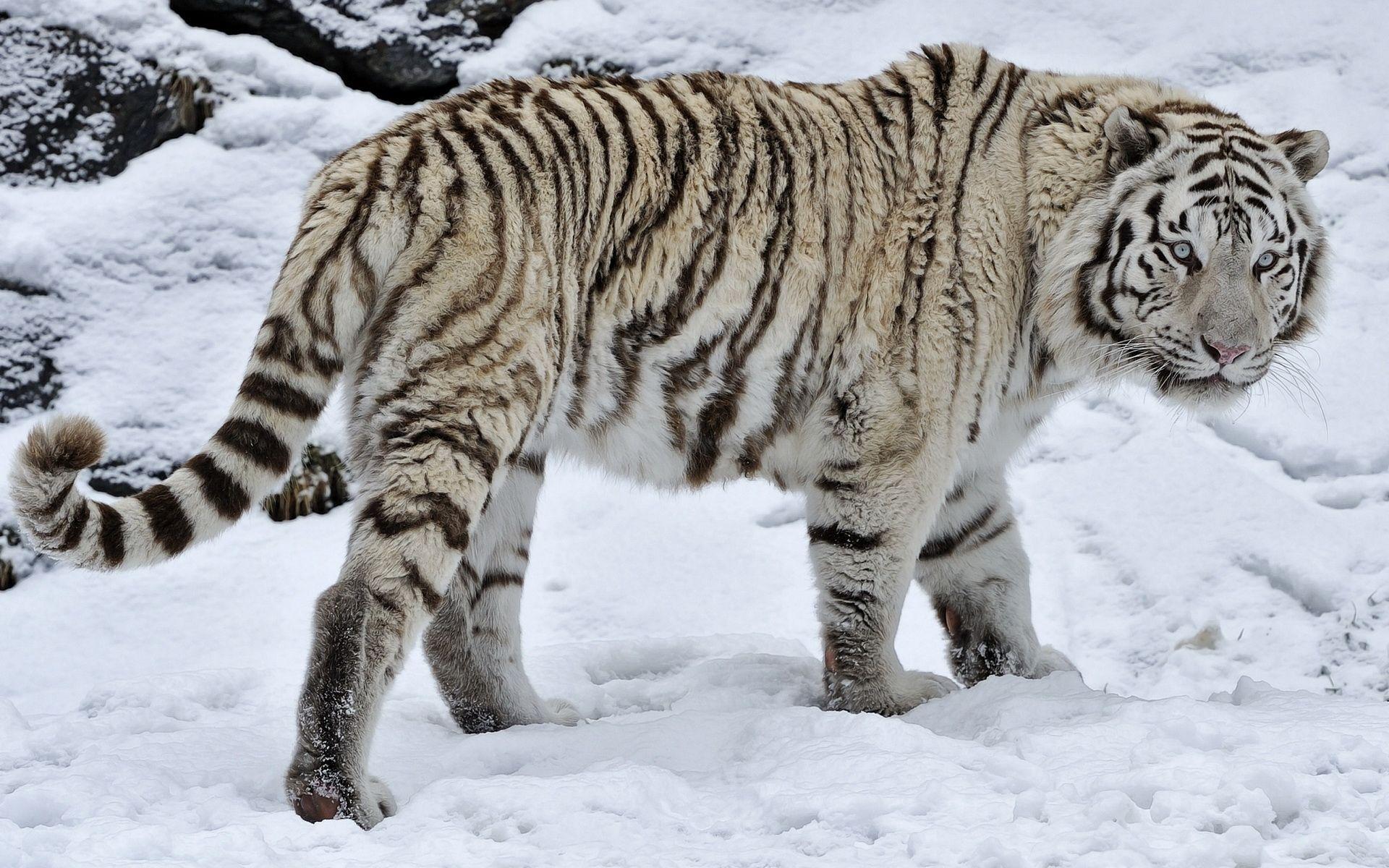 White Tiger in Snow Wallpapers - Top Free White Tiger in Snow ...