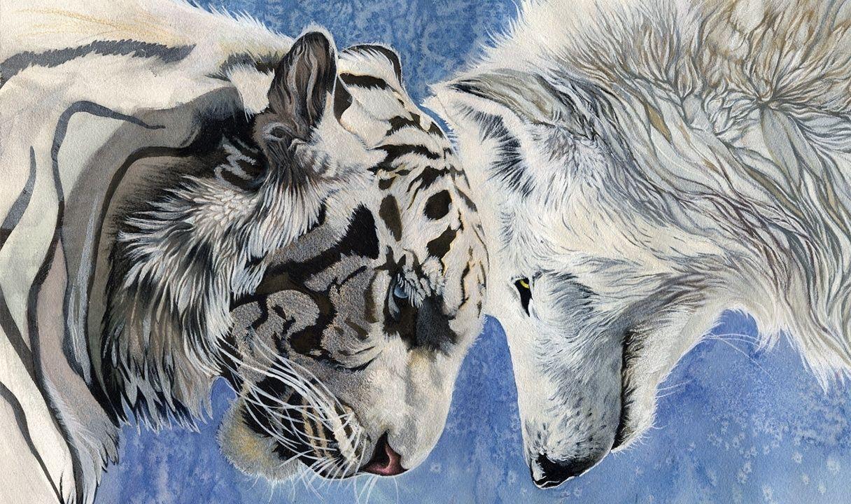 1216x720 White Wolf Wallpaper With White Snow Tiger Tiger And Wolf Wallpaper & Background Download