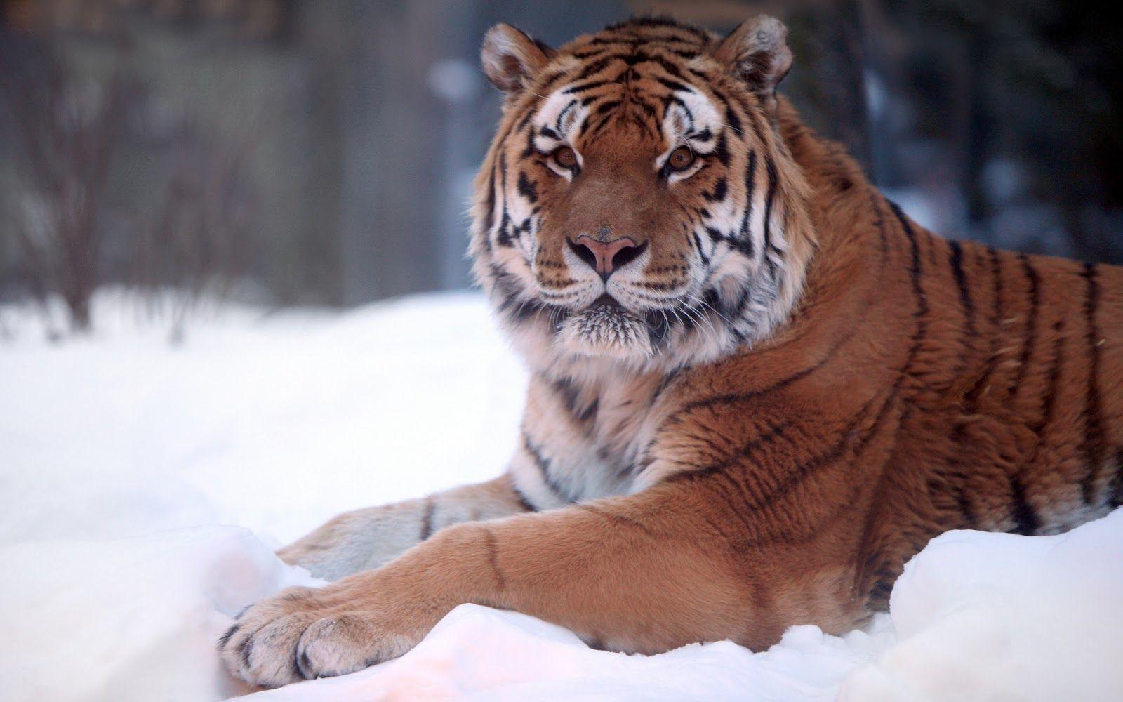 1600x1000 Wallpaper Joo: Wallpaper of a tiger resting in snow