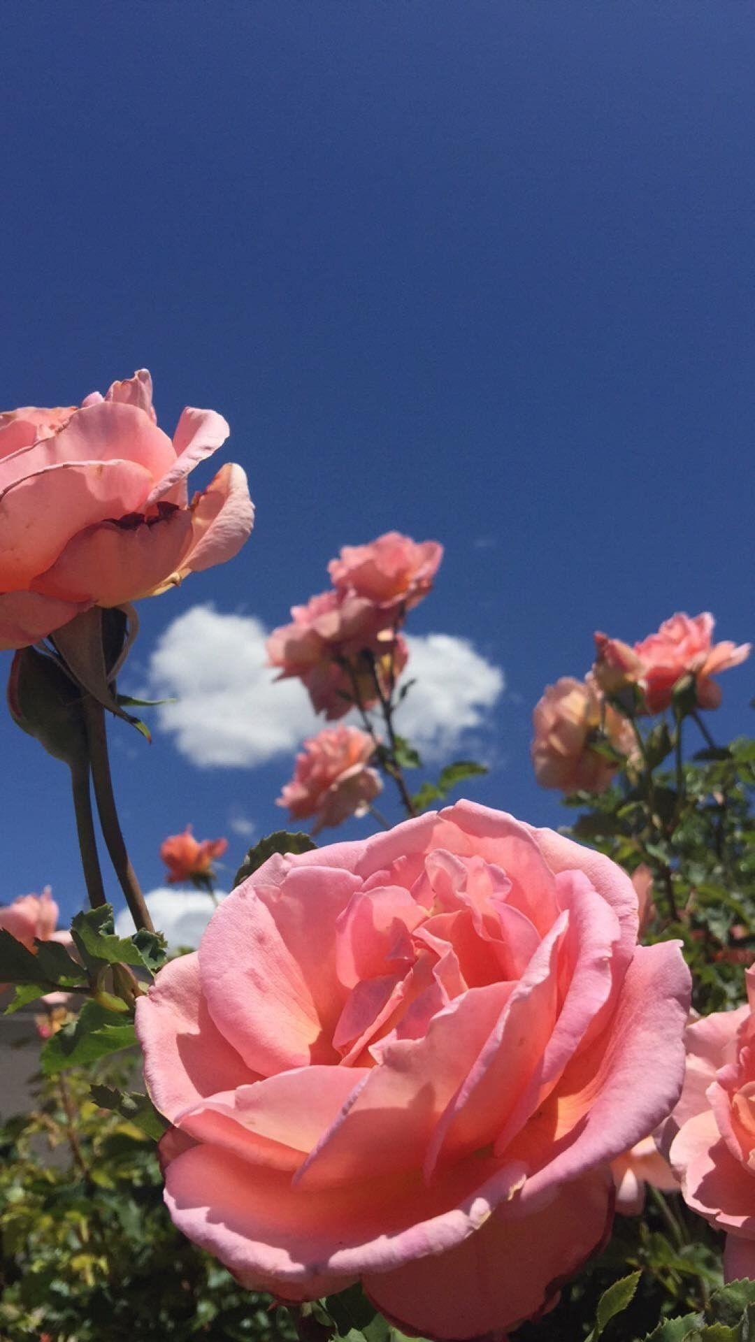 1080x1920 Rose Wallpaper iPhone Rose Pink Aesthetic Wallpaper