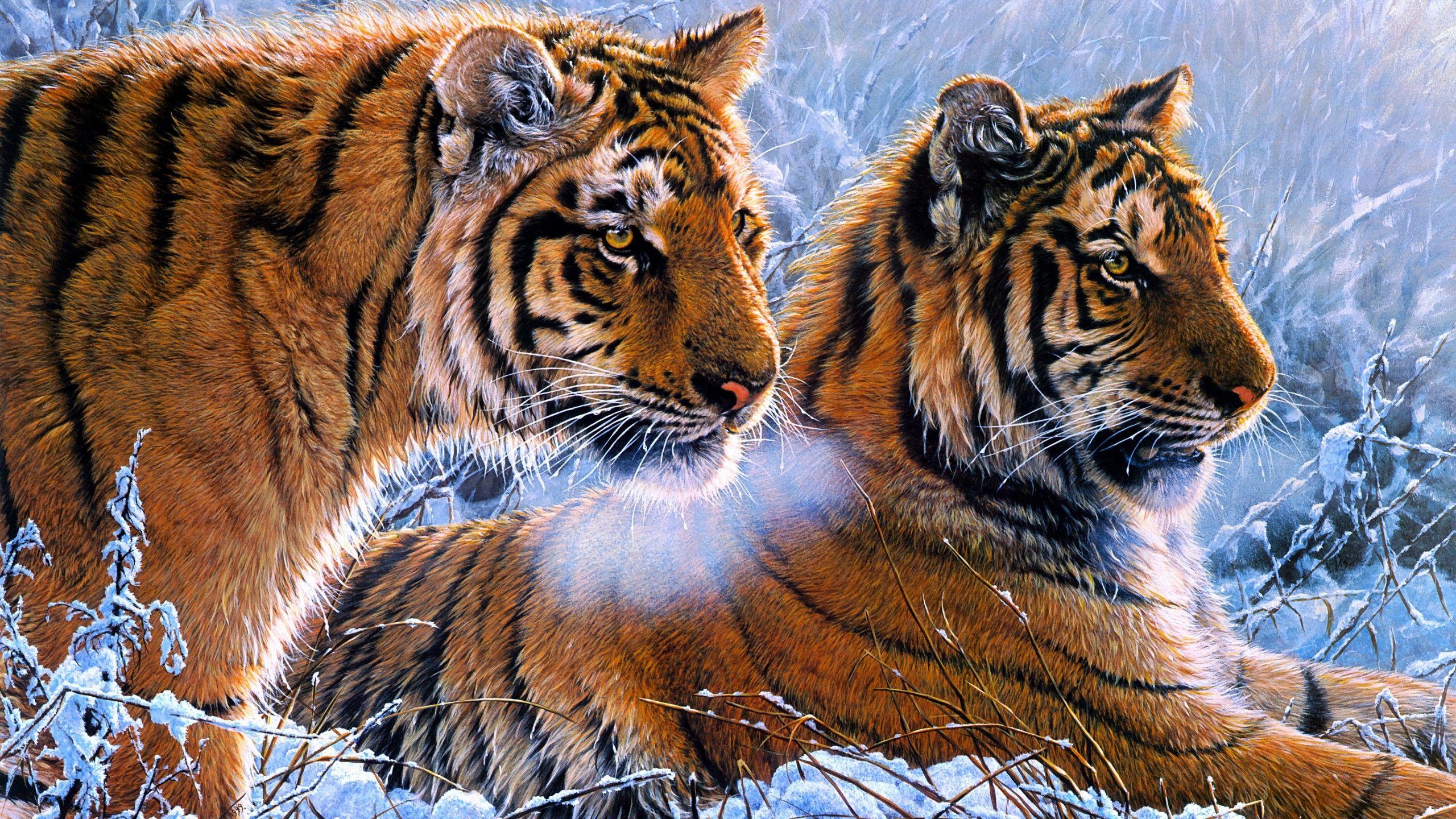 2560x1440 Tigers 4K Wallpaper, Pair, Frozen, Winter, Snow, Big cats, Paint, Animals