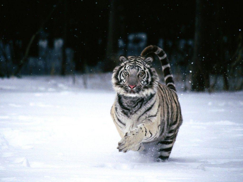 1024x768 Free Beautiful Tiger HD Wallpaper