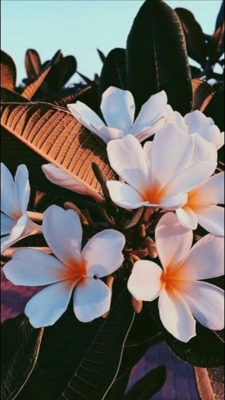 720x1280 Aesthetic Flower Picture Wallpaper