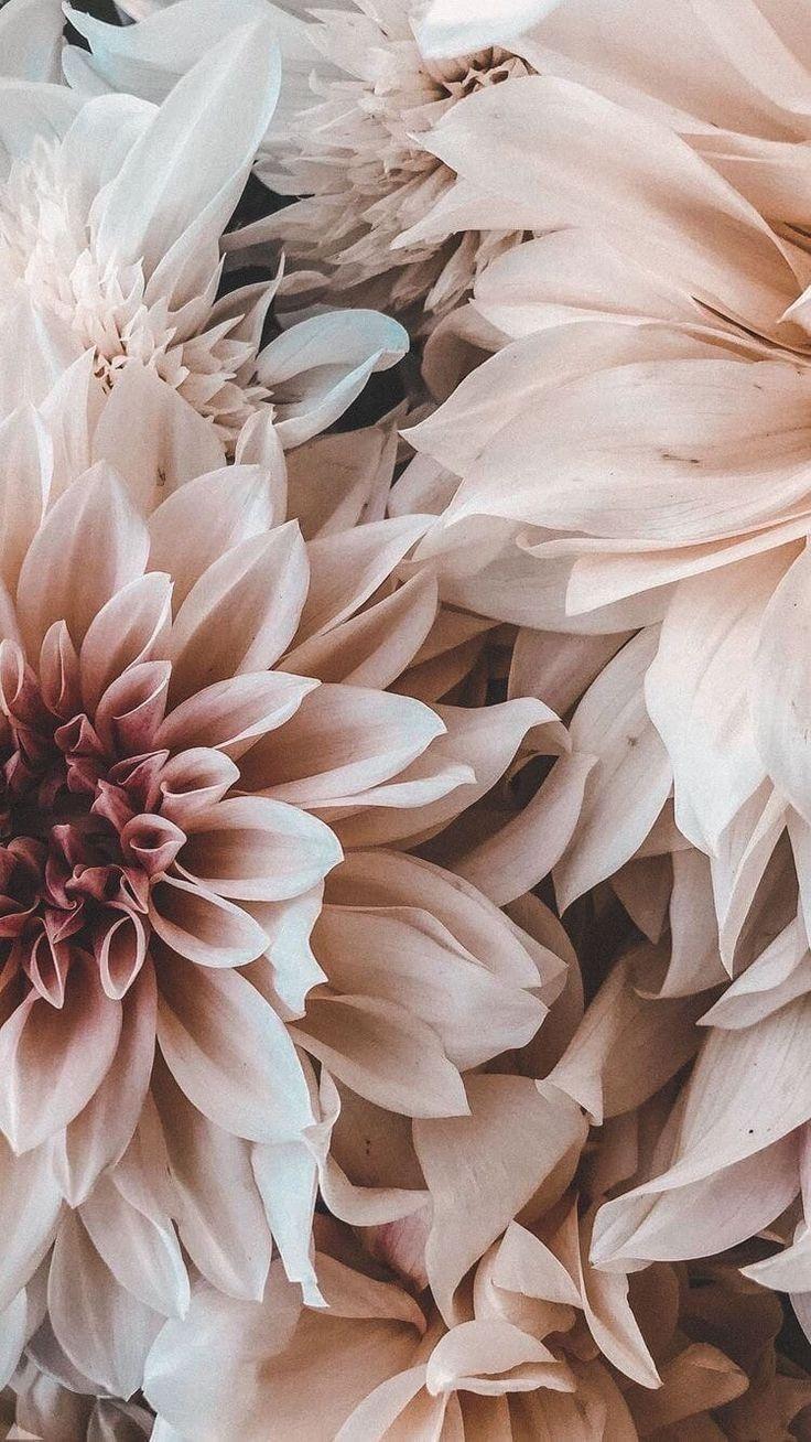 736x1308 Pin Aesthetic. Flower phone wallpaper, Flower wallpaper, Aesthetic iphone wallpaper