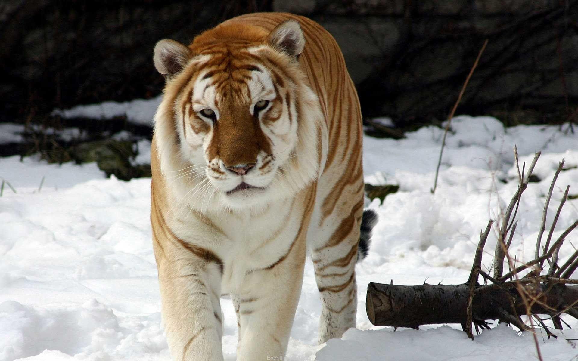 1920x1200 Strange Snow Tiger Wallpaper