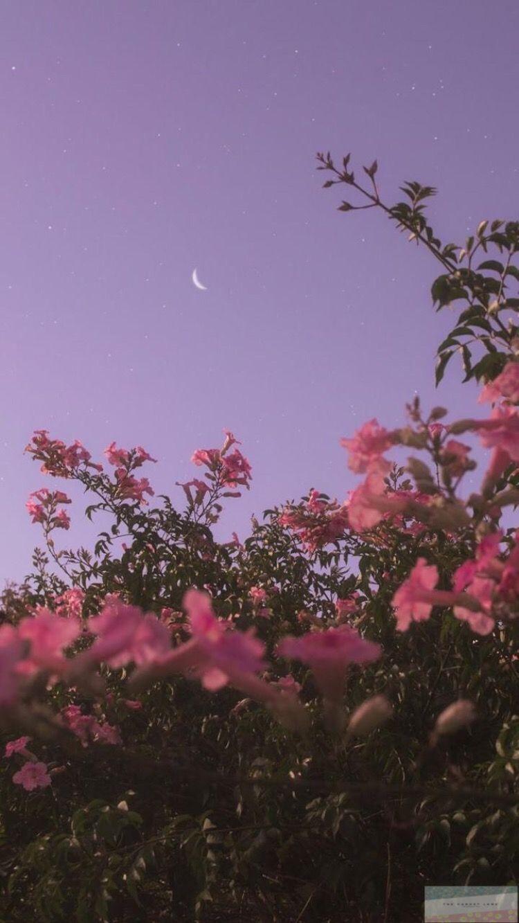 750x1333 Apple. iPhone X. Wallpaper. Android wallpaper flowers, Night sky wallpaper, Aesthetic iphone wallpaper
