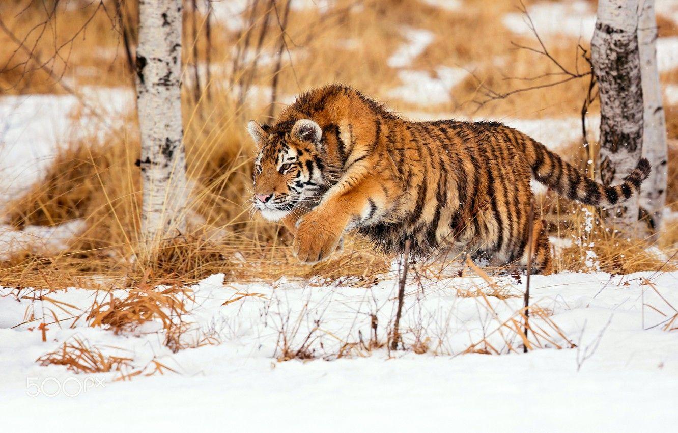 1332x850 Wallpaper winter, snow, tiger, hunting, young tiger image for desktop, section кошки