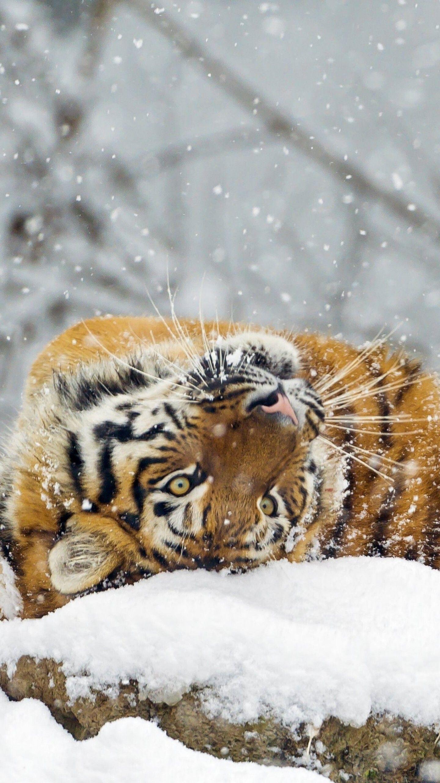 1440x2560 Tiger in Snow Winter