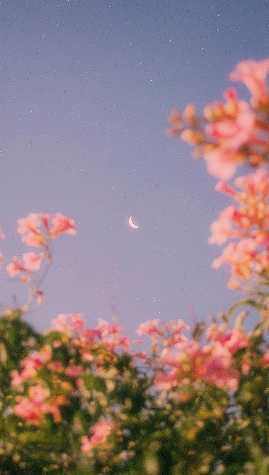 886x1564 Flowers that Bloom in the Moonlight #wallpaper #iphone #android #background #followme. Vintage flowers wallpaper, Flower aesthetic, Aesthetic pastel wallpaper