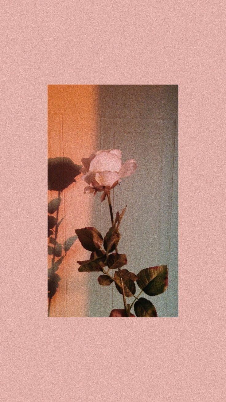 736x1308 Flower Aesthetic Wallpaper