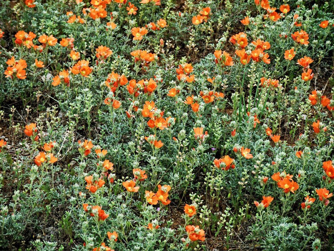 1080x812 Vintage Flowers Picture. Download Free Image