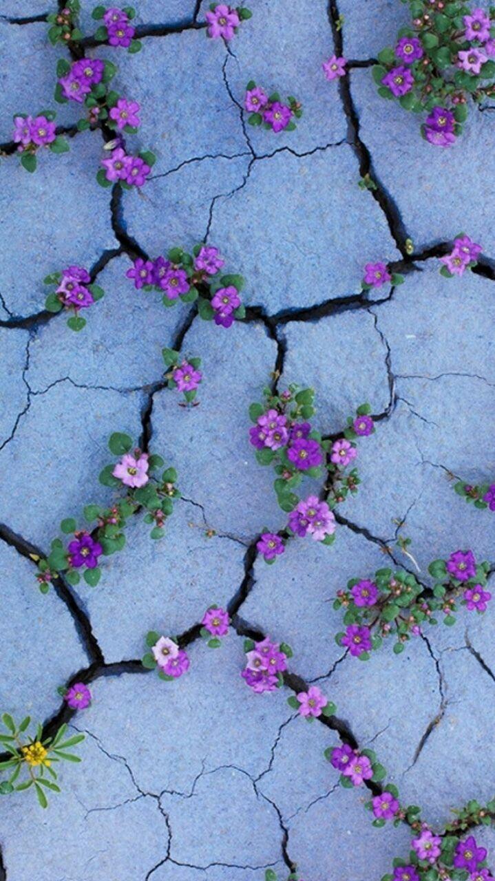 719x1280 Flower Aesthetic Wallpaper