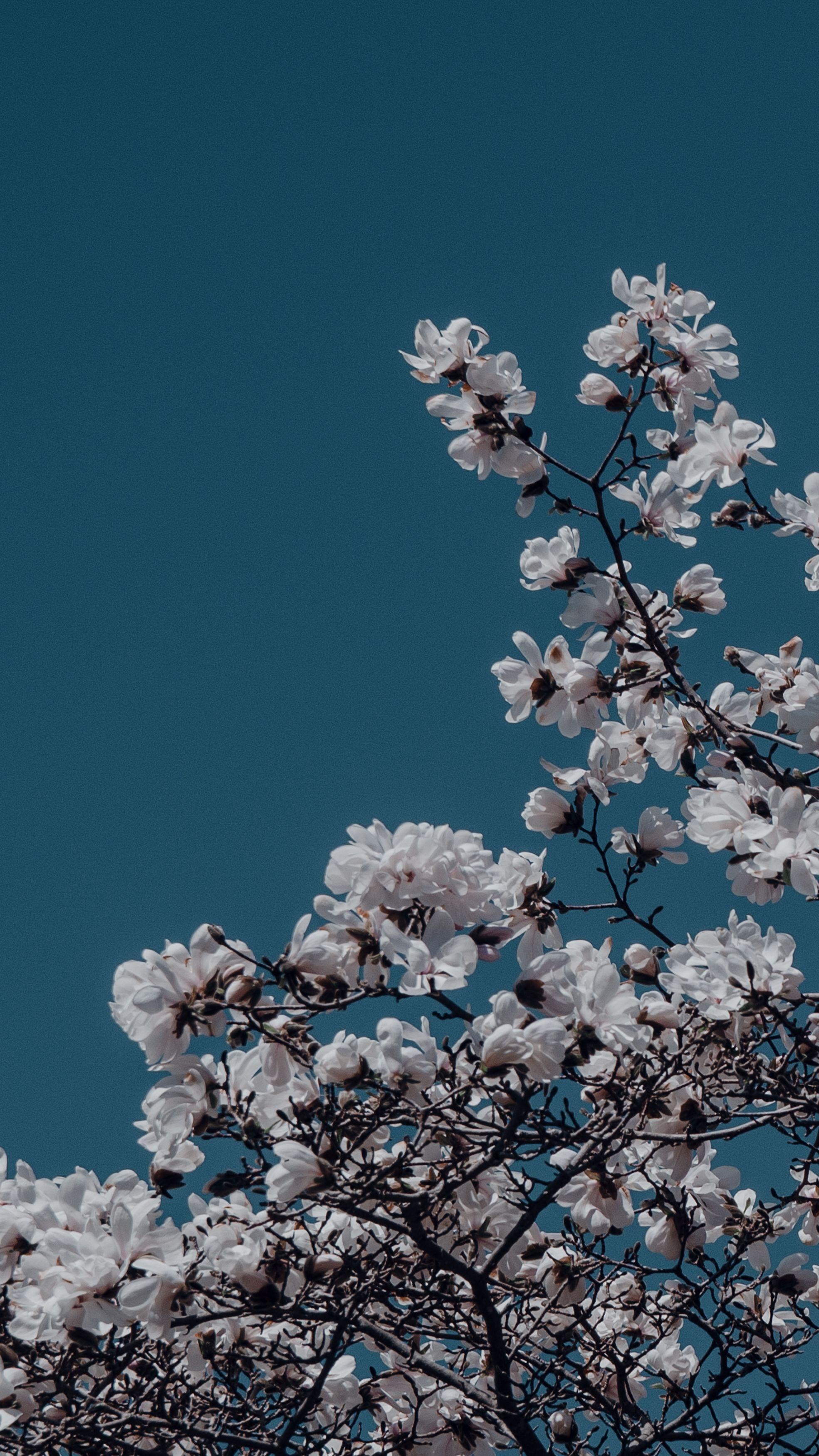 1969x3500 Beautiful Flowers Aesthetic Wallpaper Background For iPhone. Vintage flowers wallpaper, Flower iphone wallpaper, Aesthetic wallpaper