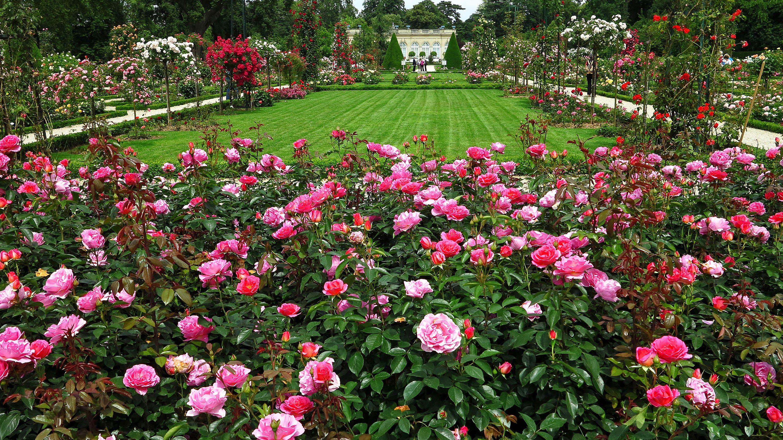 Rose Garden Wallpapers - 510378
