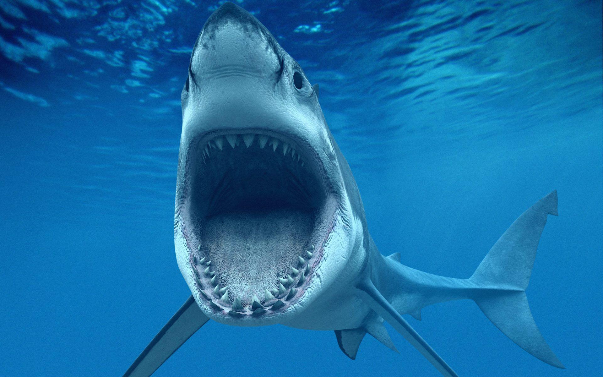 1920x1200 Scary Shark Wallpaper -