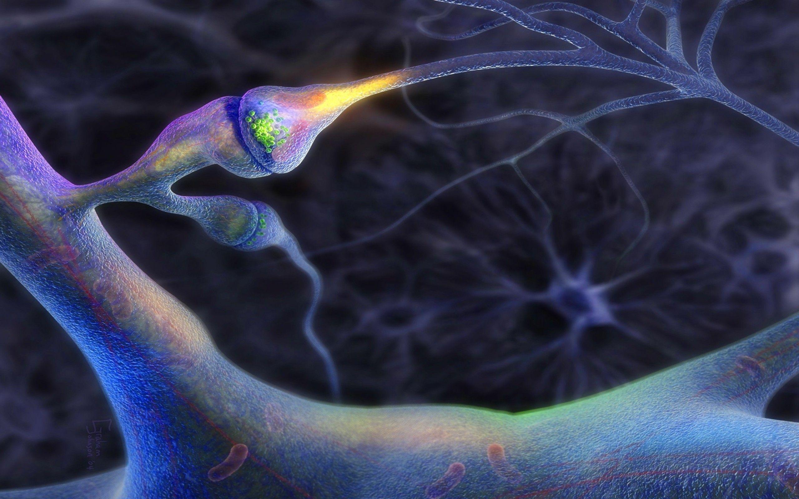 2560x1600 Brain Wallpaper HD