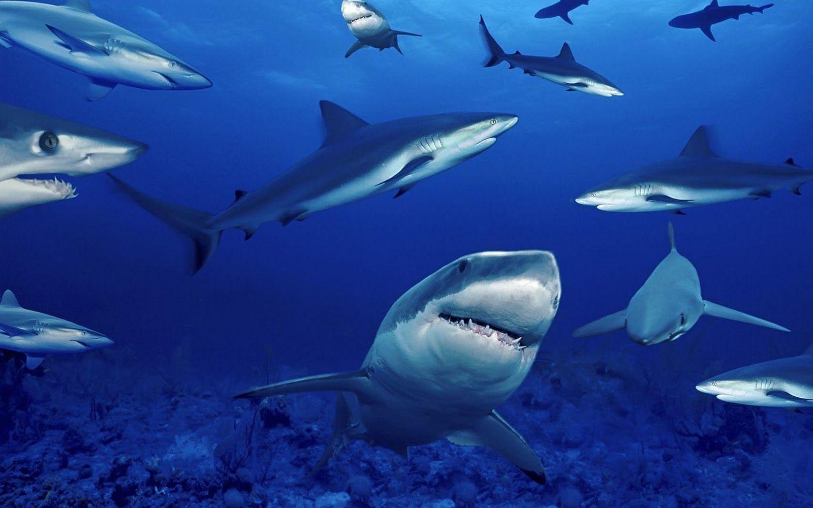 1600x1000 Sharks Background