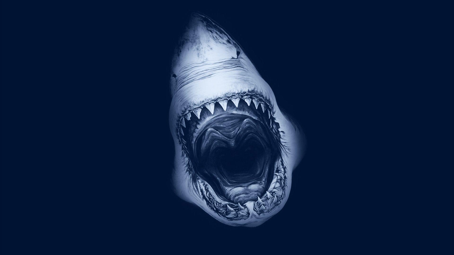 1920x1080 Pics, Facts, Funny Stuff about Animals & Nature Shark Attack