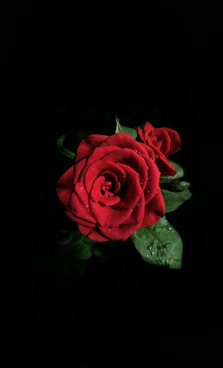 736x1214 Good Night Wallpaper with Flowers. Dark background rose photo, Red roses in black background, Mawar