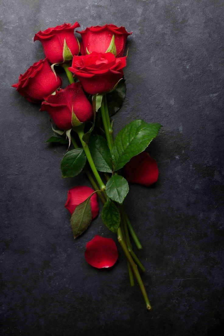 736x1104 Beautiful Red Roses on a Dark Background. फूलों का गुलदस्ता, Rose image hd, Roses photography