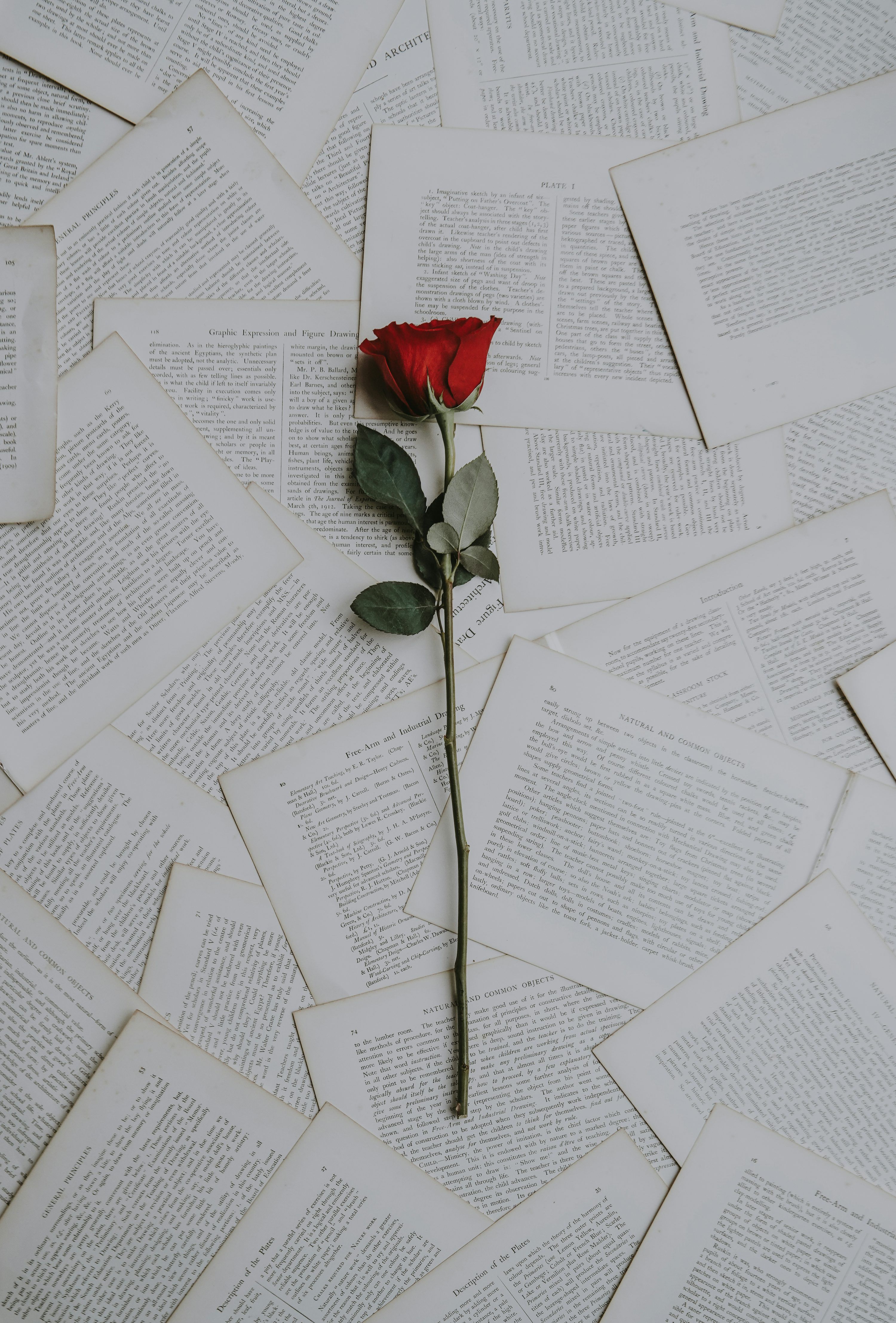 3000x4429 Mawar merah di lembar buku Gratis di