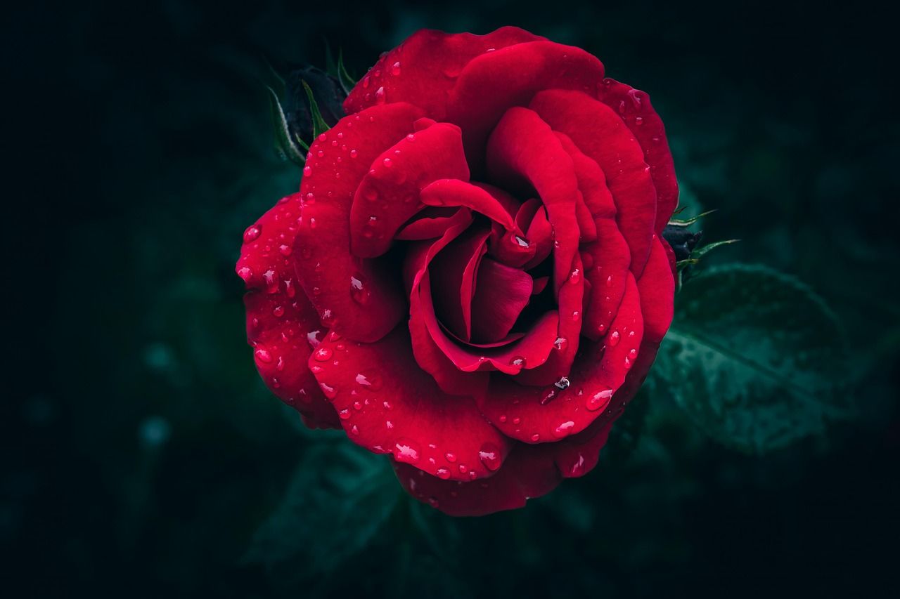 1280x853 Rose Red Flower