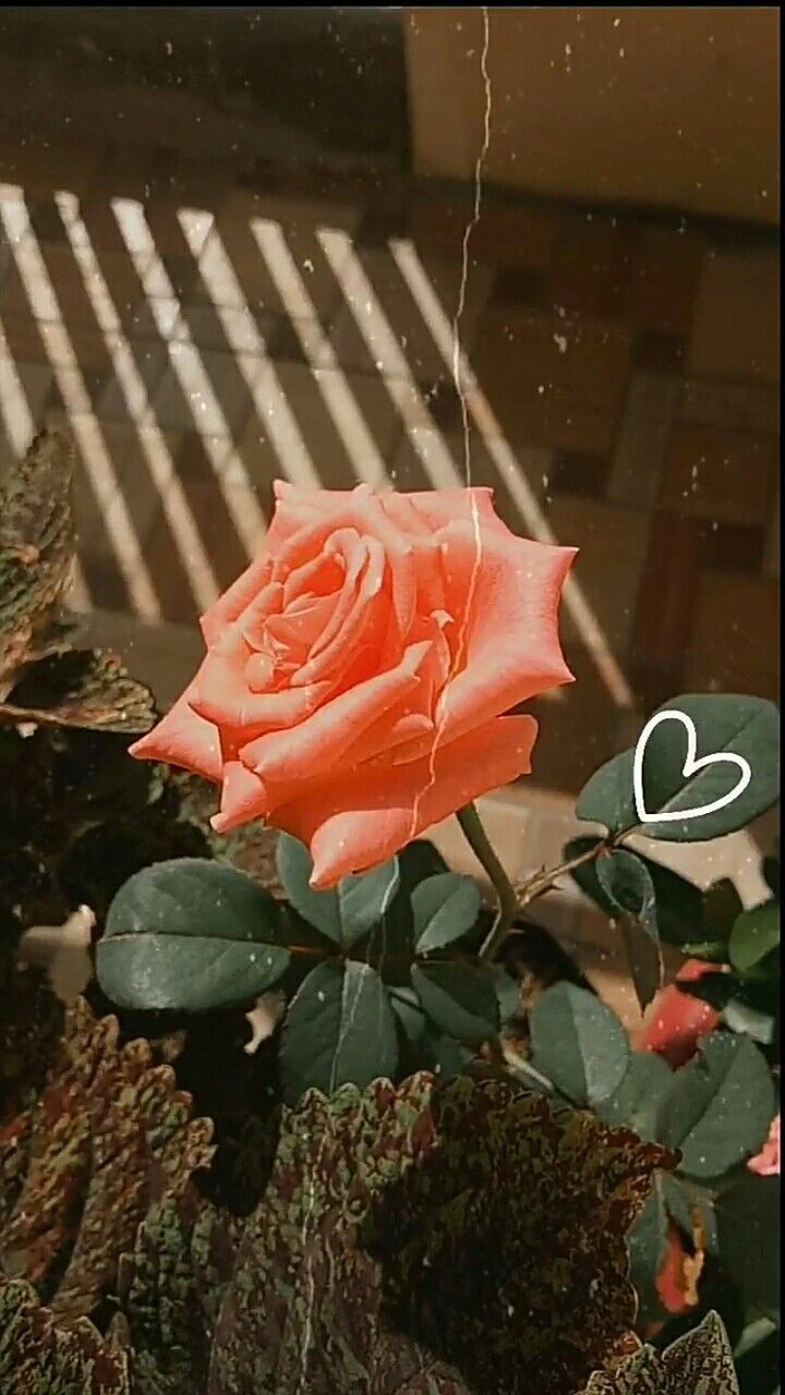 720x1280 rose sunny ☀