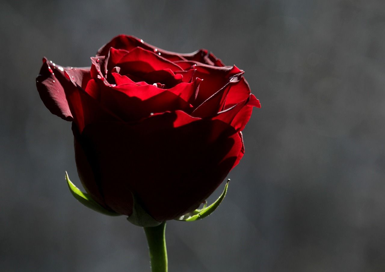 1280x905 Rose Flower Roses