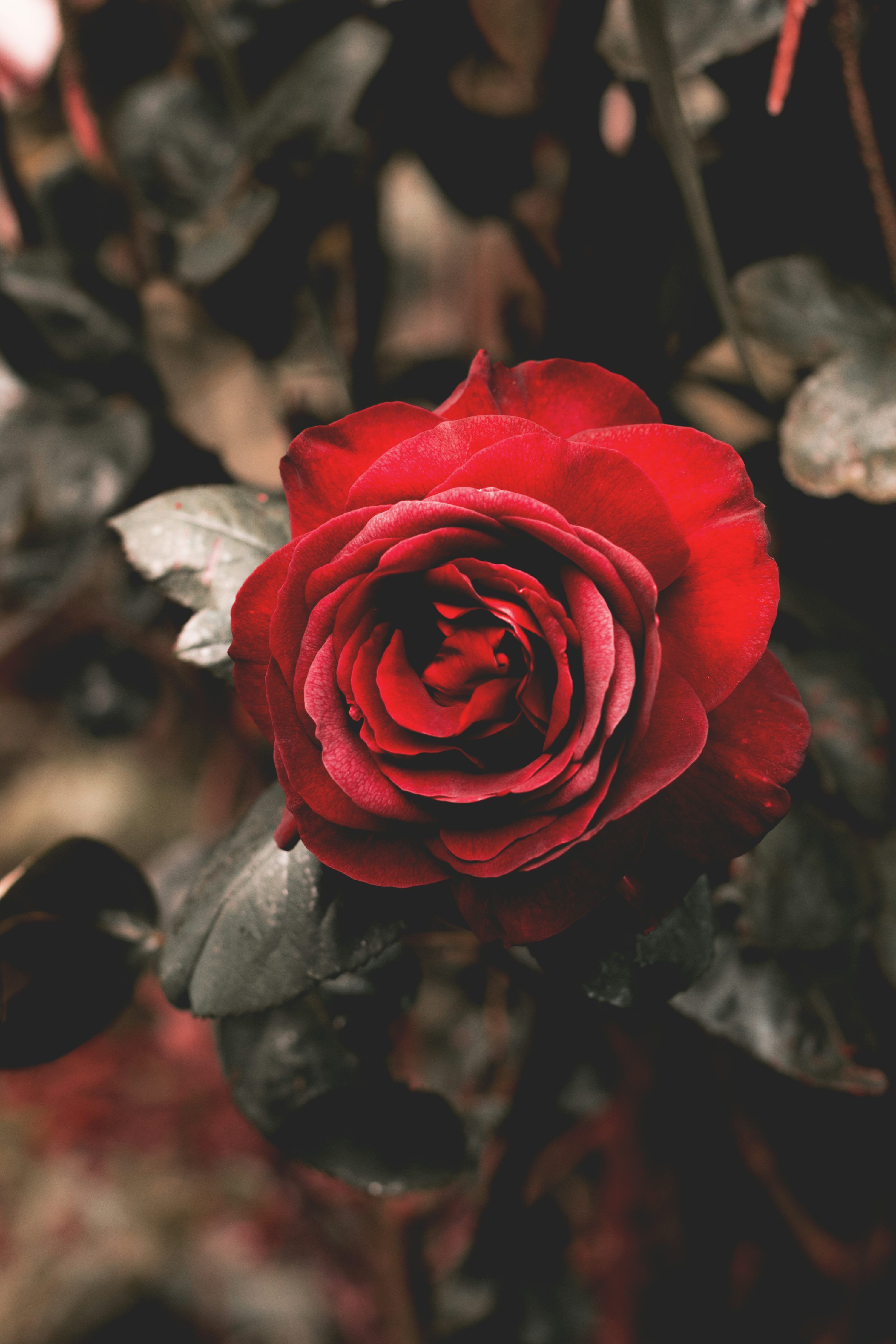 3000x4500 Red rose flower