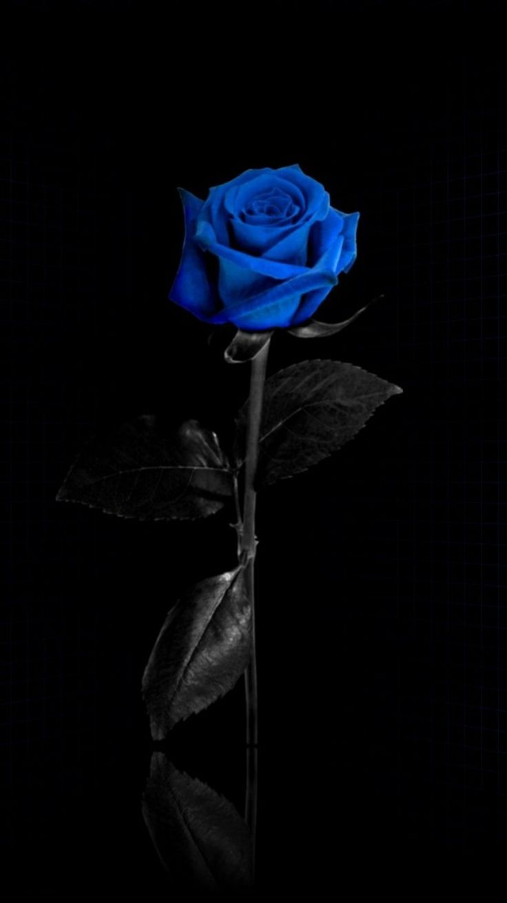 736x1309 Blue Rose Home Decor. Mawar hitam, Mawar biru, Pola islami