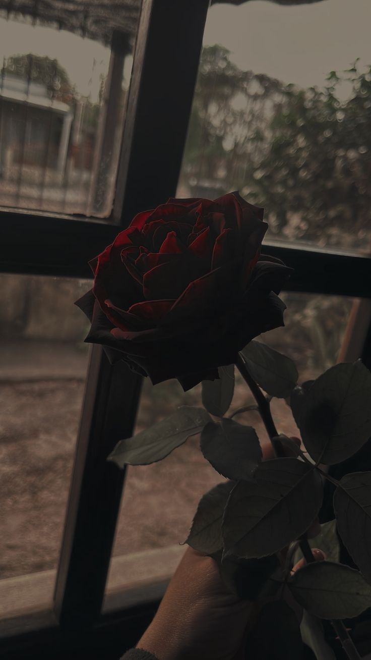 736x1308 Red roses wallpaper. Dark red roses, Aesthetic roses, Dark aesthetic