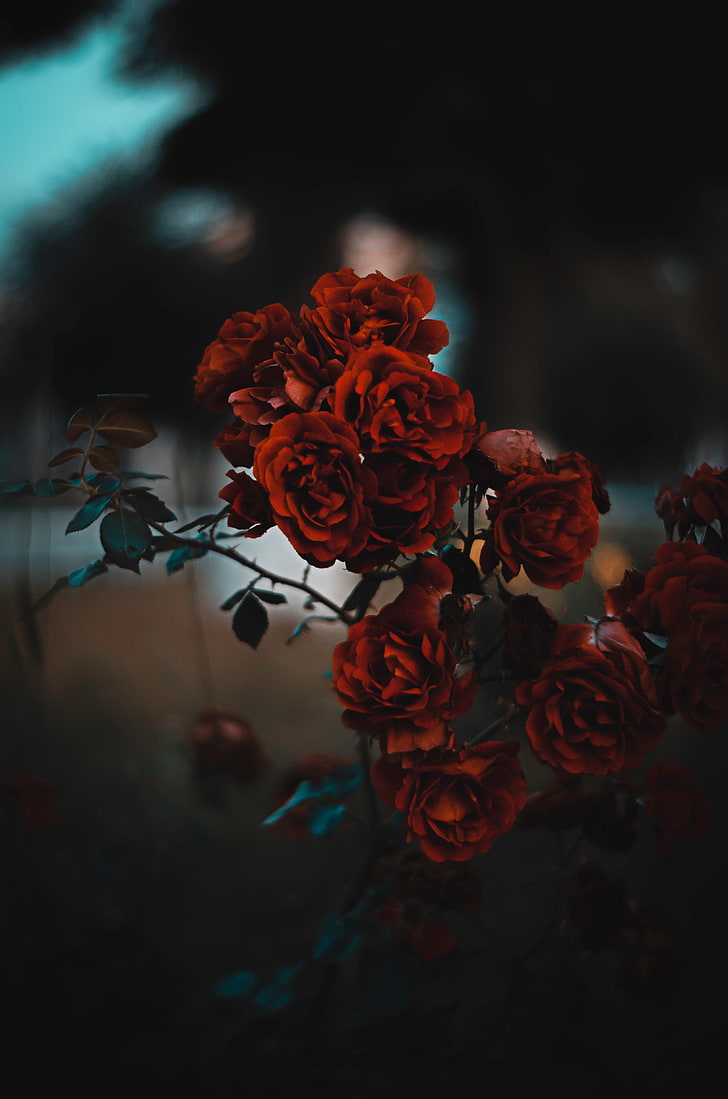 728x1099 HD wallpaper: red rose flower, roses, bush, blur, scarlet, flowering plant