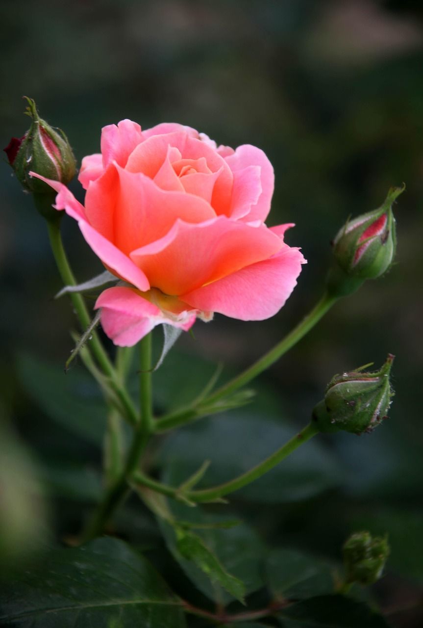 863x1280 Flower Rose Pink