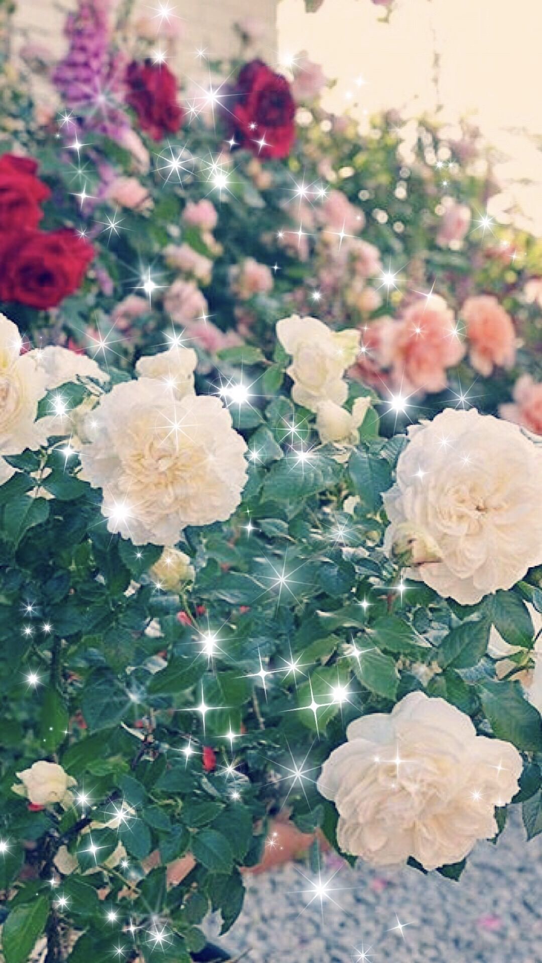 1080x1920 Rose flower garden.sc iPhone6sPlus