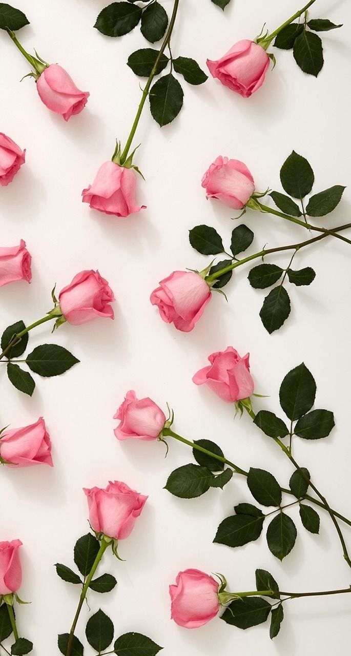 685x1280 pink roses